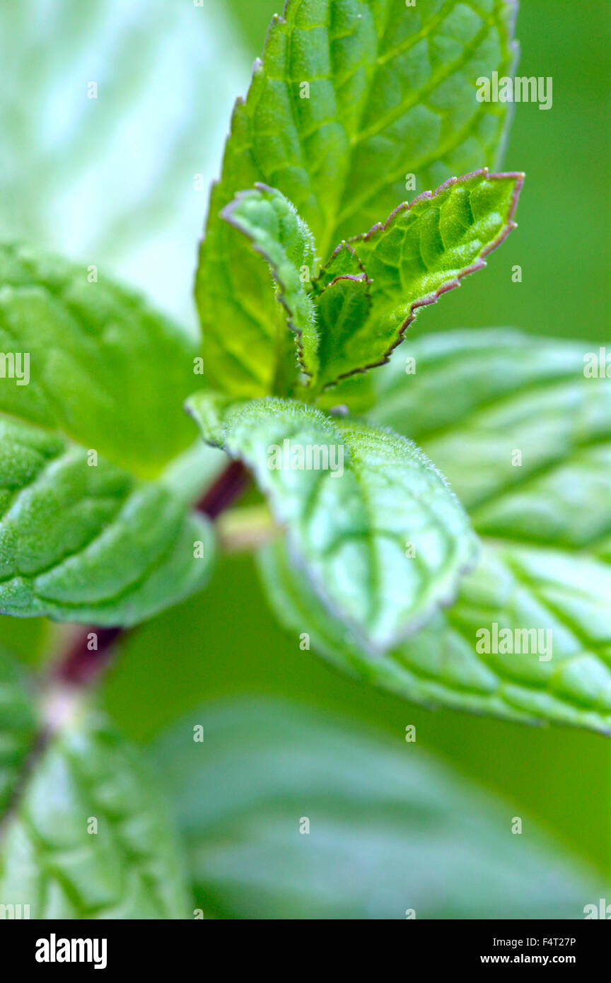 Spearmint (Mentha spicata) Culinary herb Close up of aromatic leaves in May Somerset UK Stock Photo