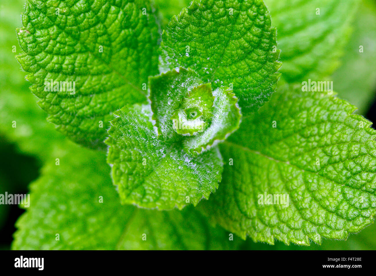 Mentha suaveolens (Applemint) Culinary herb. Close up of morning dew on leaves in May Somerset UK Stock Photo