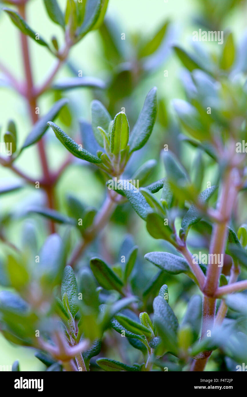 Thymus vulgaris (Common Thyme). Culinary herb. Close up of small, aromatic leaves. Stock Photo