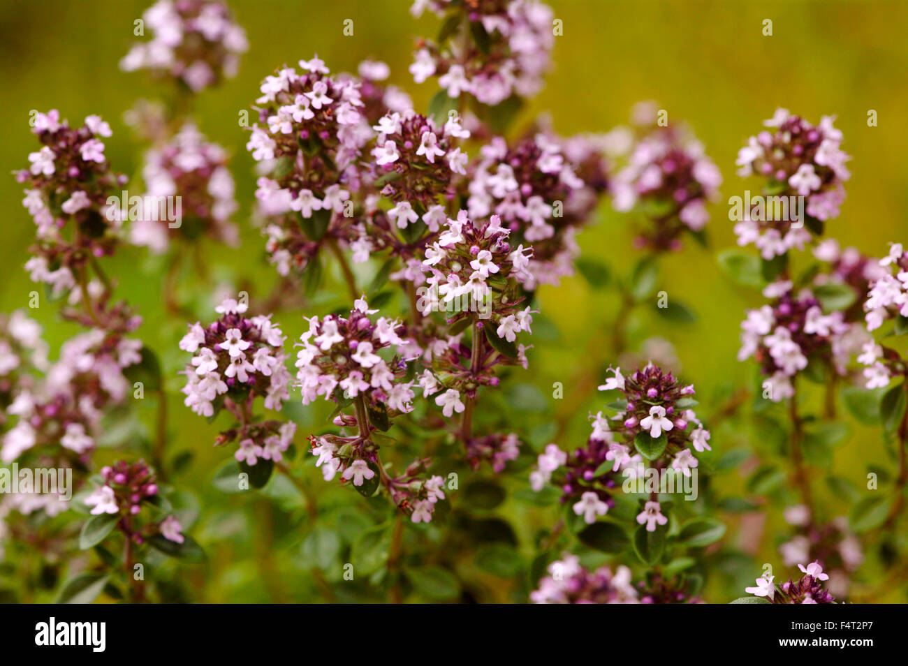 Thymus x citriodorus (Lemon Thyme). Herb. Close-up of aromatic foliage and pretty pink flowers in June. Somerset UK. Stock Photo