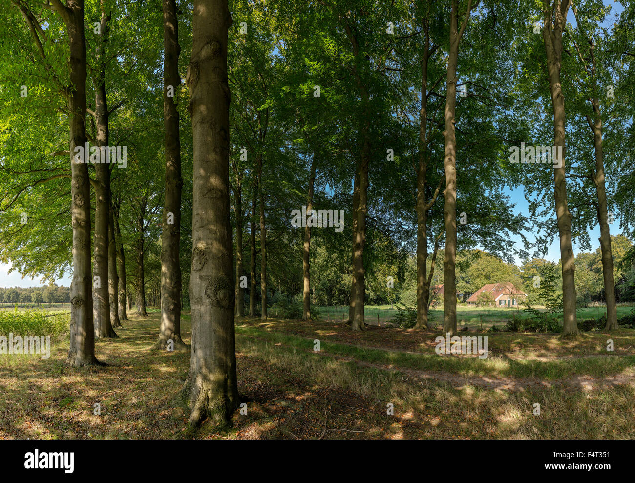 Netherlands, Holland, Varsseveld, Gelderland, Slangenburg estate, farm, forest, wood, trees, summer, Stock Photo