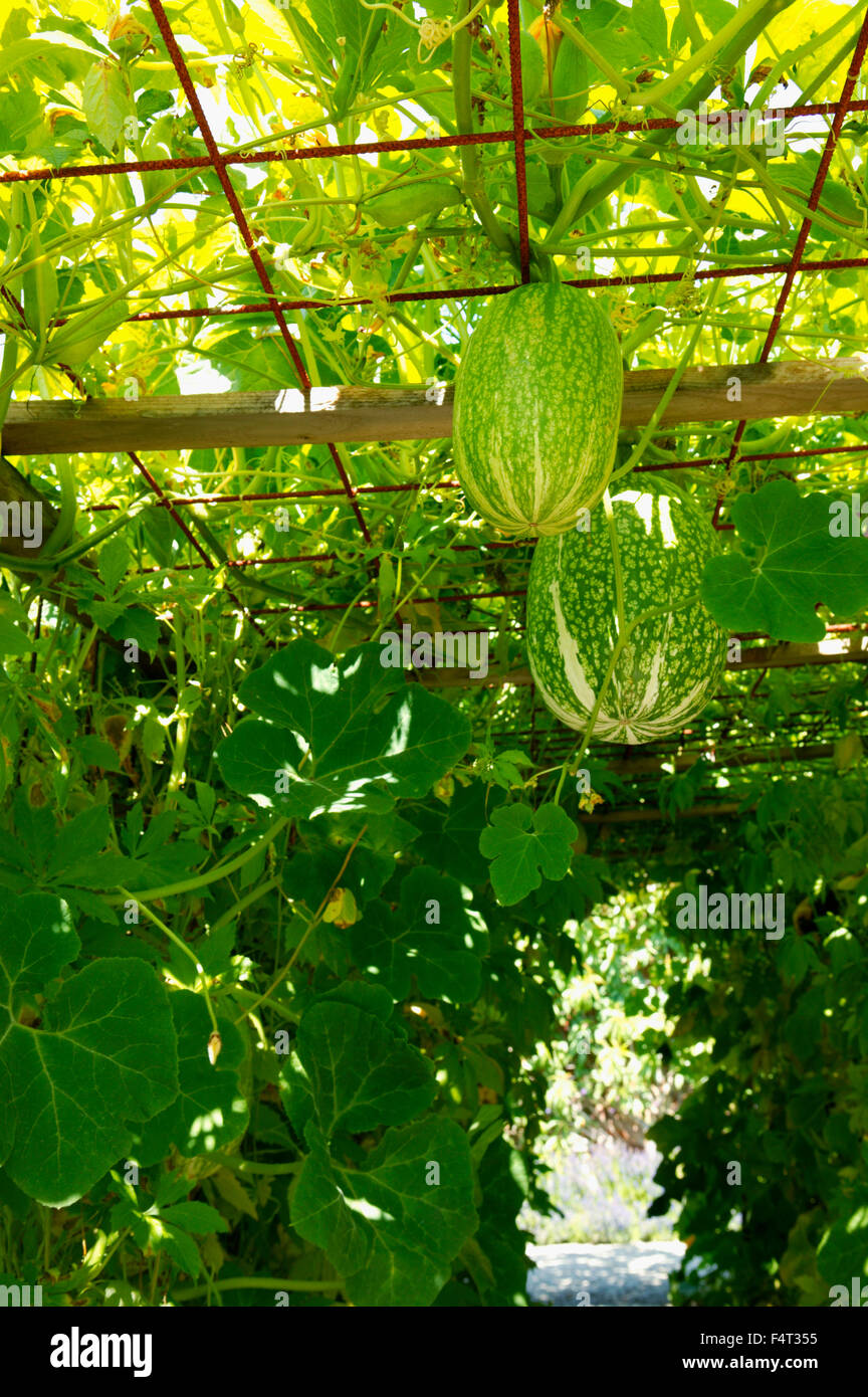 Cucurbita Ficifolia (Fig-leaf gourd). Close up of gourds and foliage over a tunnel arbour. August. Devon UK. Stock Photo