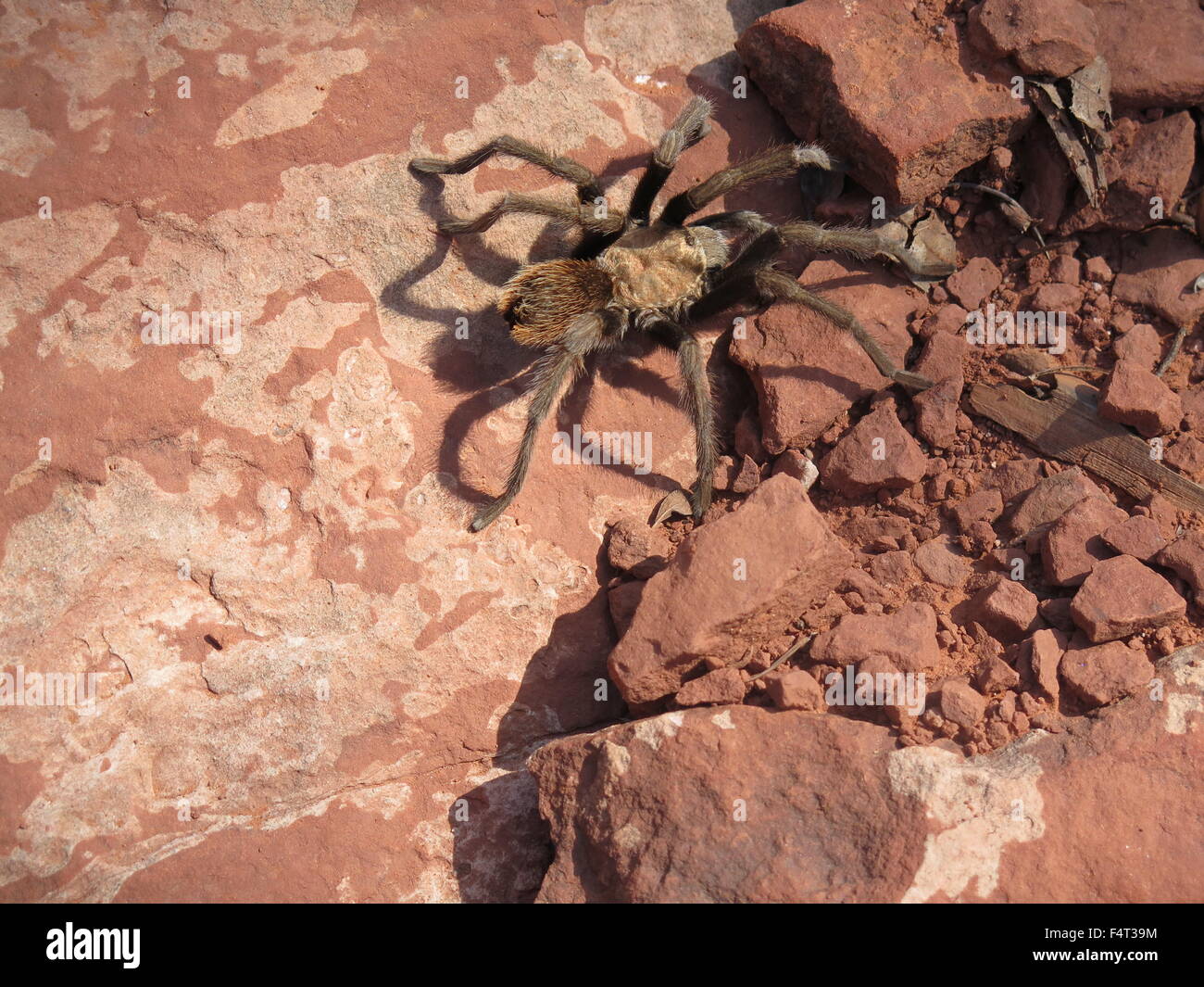 Tarantula walking on rocks in desert Stock Photo