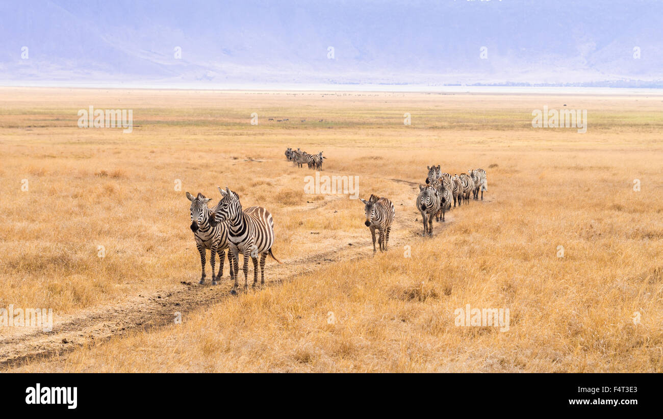 Group of zebras walking thorugh the Ngorongoro Crater in Africa, in the rain. Stock Photo