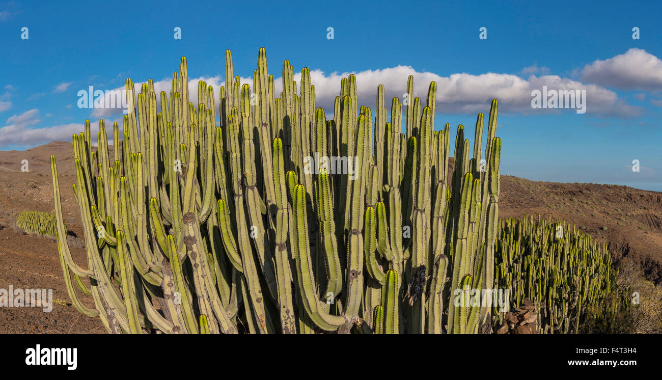 Spain, Europe, Maspalomas, Gran Canaria, Canary Islands, Cactus, Barranco Hondo, landscape, summer, mountains, hills, Stock Photo