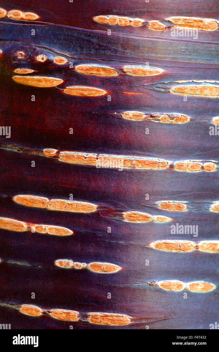 Prunus rufa (Himalayan cherry tree). Close-up of bark. Gloucestershire UK. Stock Photo