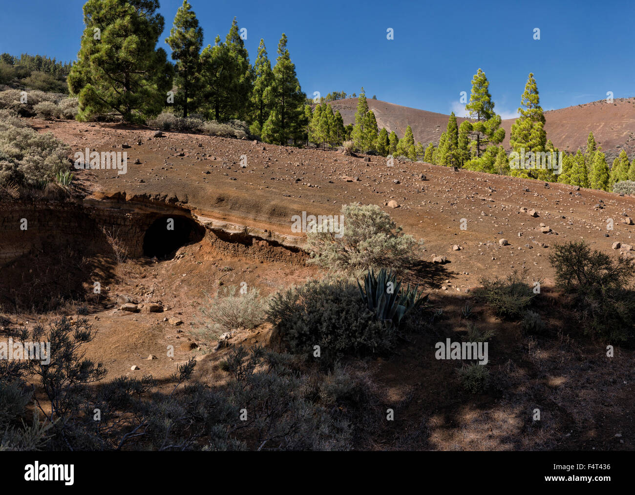 Spain, Europe, San Bartolome de Tirajana, Gran Canaria, Canary Islands, Lava field, near Pico de las Nieves, landscape, forest, Stock Photo