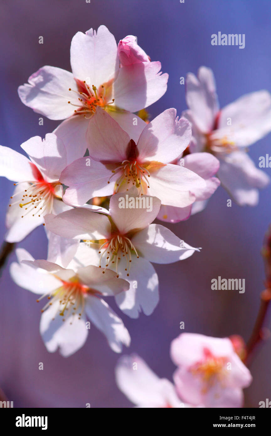 Prunus x Hillieri. Close-up of pink cherry blossom flowers. March. Spring. Gloucestershire UK. Stock Photo