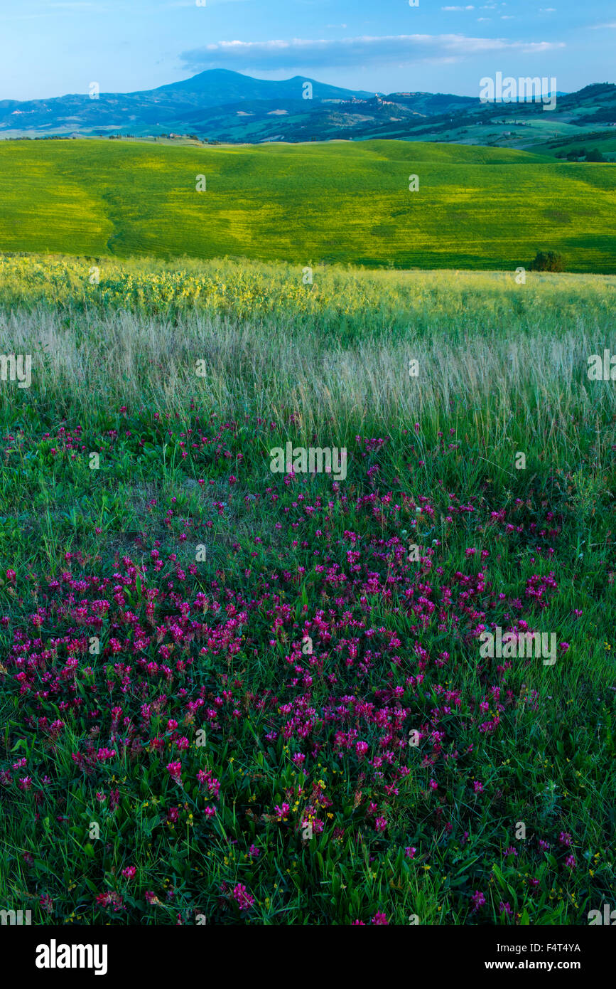 Europe, Italy, Tuscany, Toscana, San Quirico d'Orcia, landscape Stock Photo