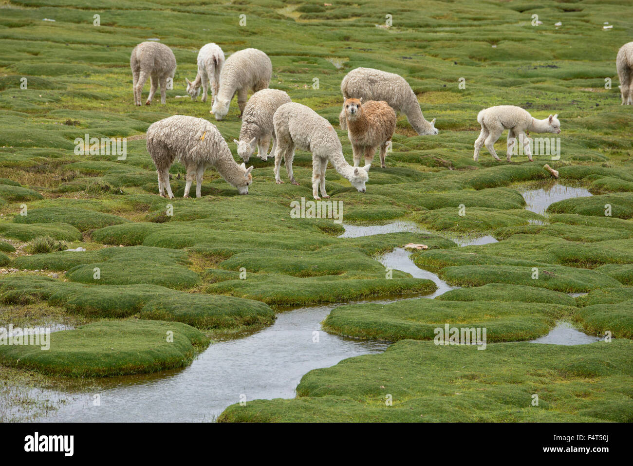 South America, Latin America, Peru, Altiplano, Alpaca herd on Altiplano Stock Photo