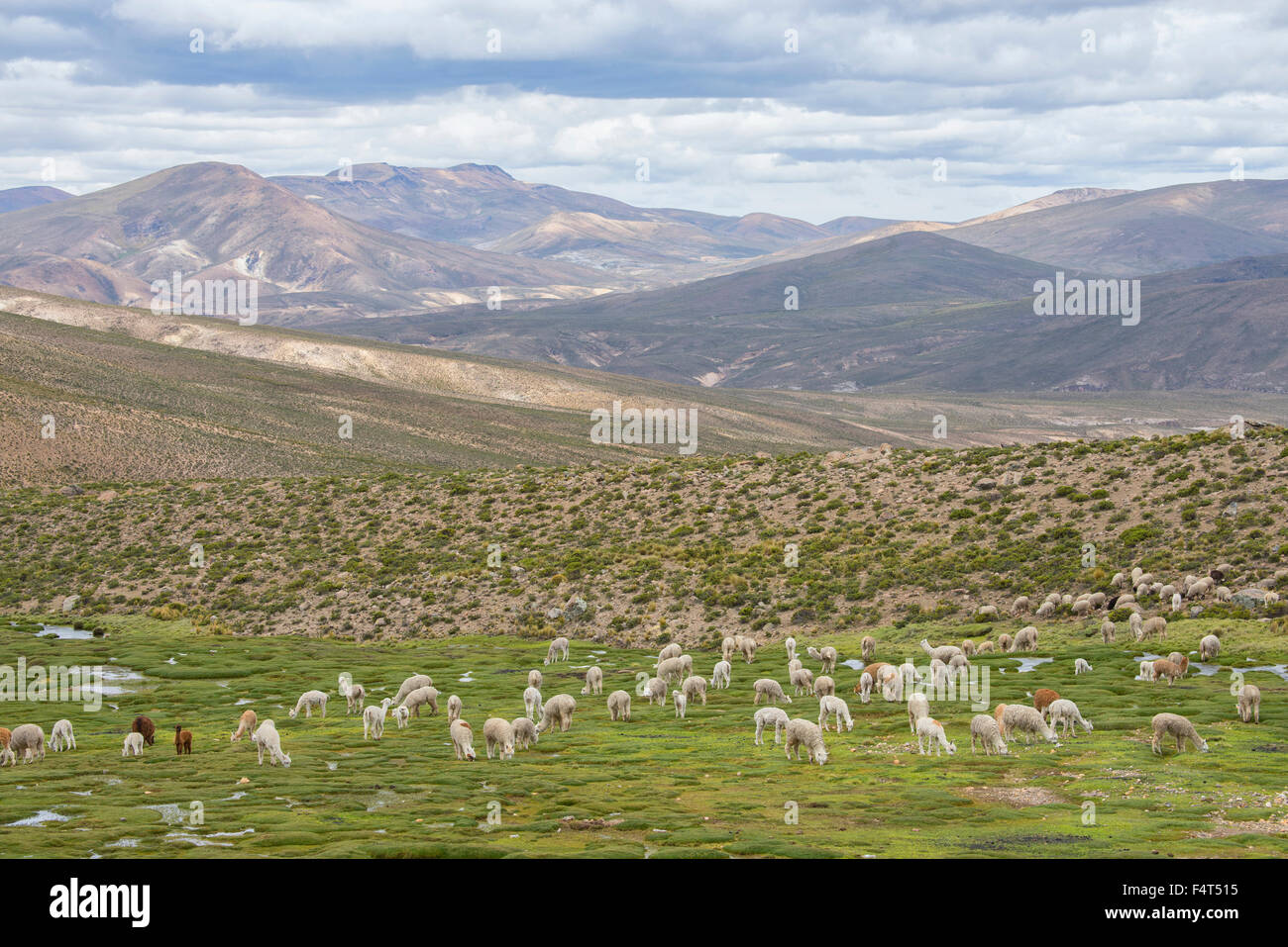 South America, Latin America, Peru, Altiplano, alpaca Stock Photo