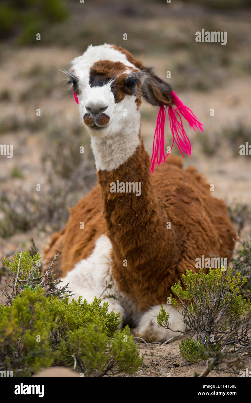 South America, Latin America, Peru, Altiplano, Lama glama Stock Photo
