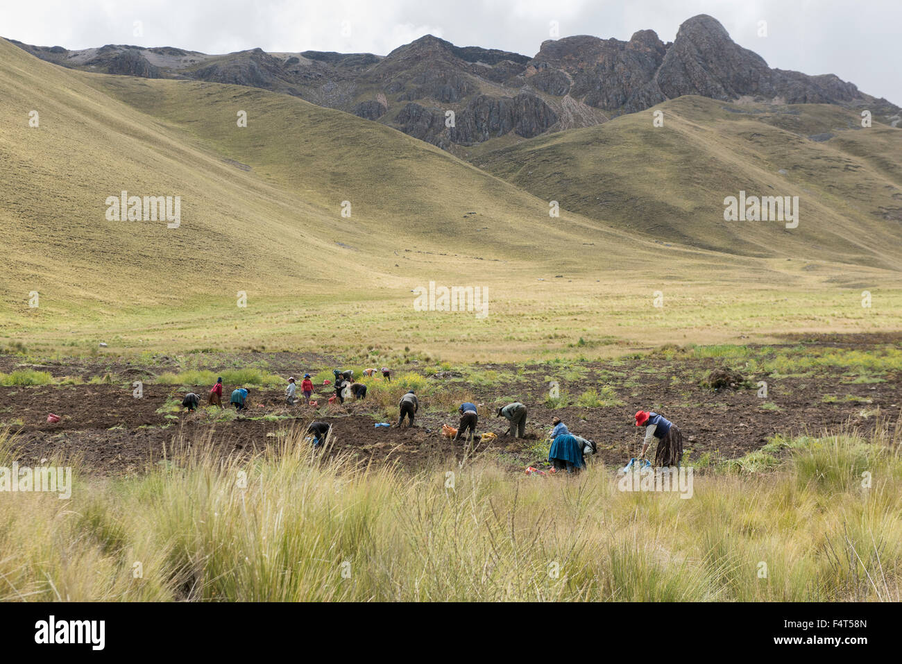 South America, Latin America, Peru, Cuzco, Andes mountains, Altiplano, local indians harvesting potatoes Stock Photo