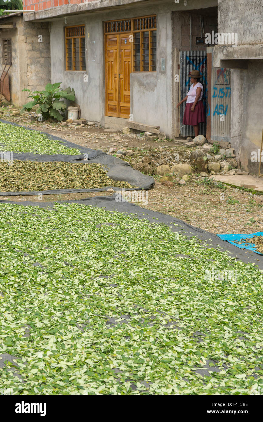 South America, Latin America, Peru, Amazonia, Manu, woman drying coca leaves Stock Photo