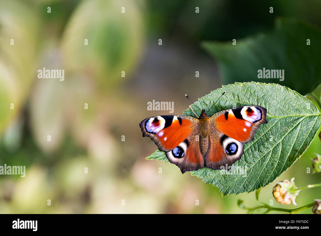 Peacock butterfly (Aglais io) sitting on a leaf Stock Photo - Alamy