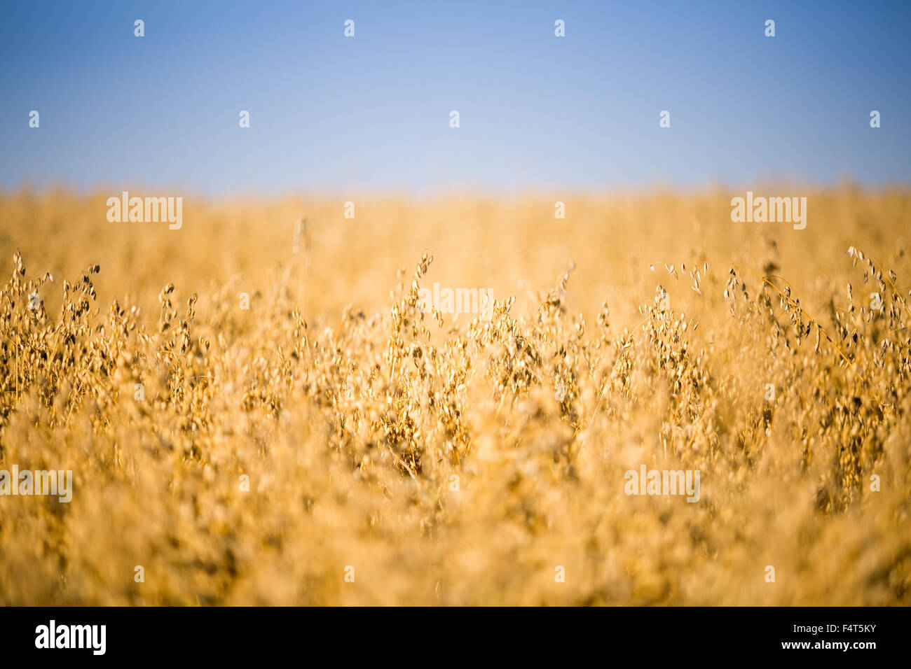 yellow oat field under blue sky Stock Photo