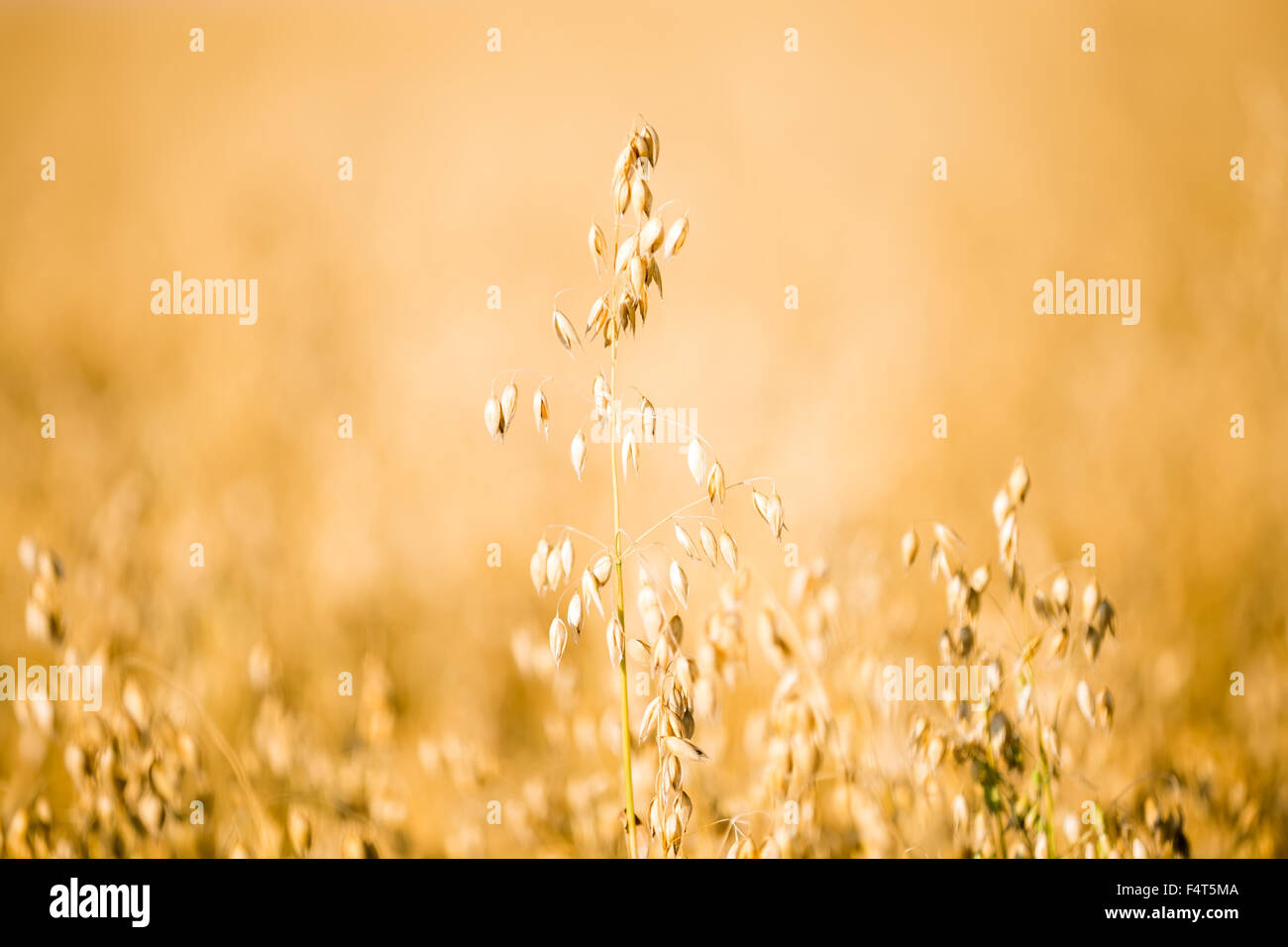 yellow oat field, single ear Stock Photo
