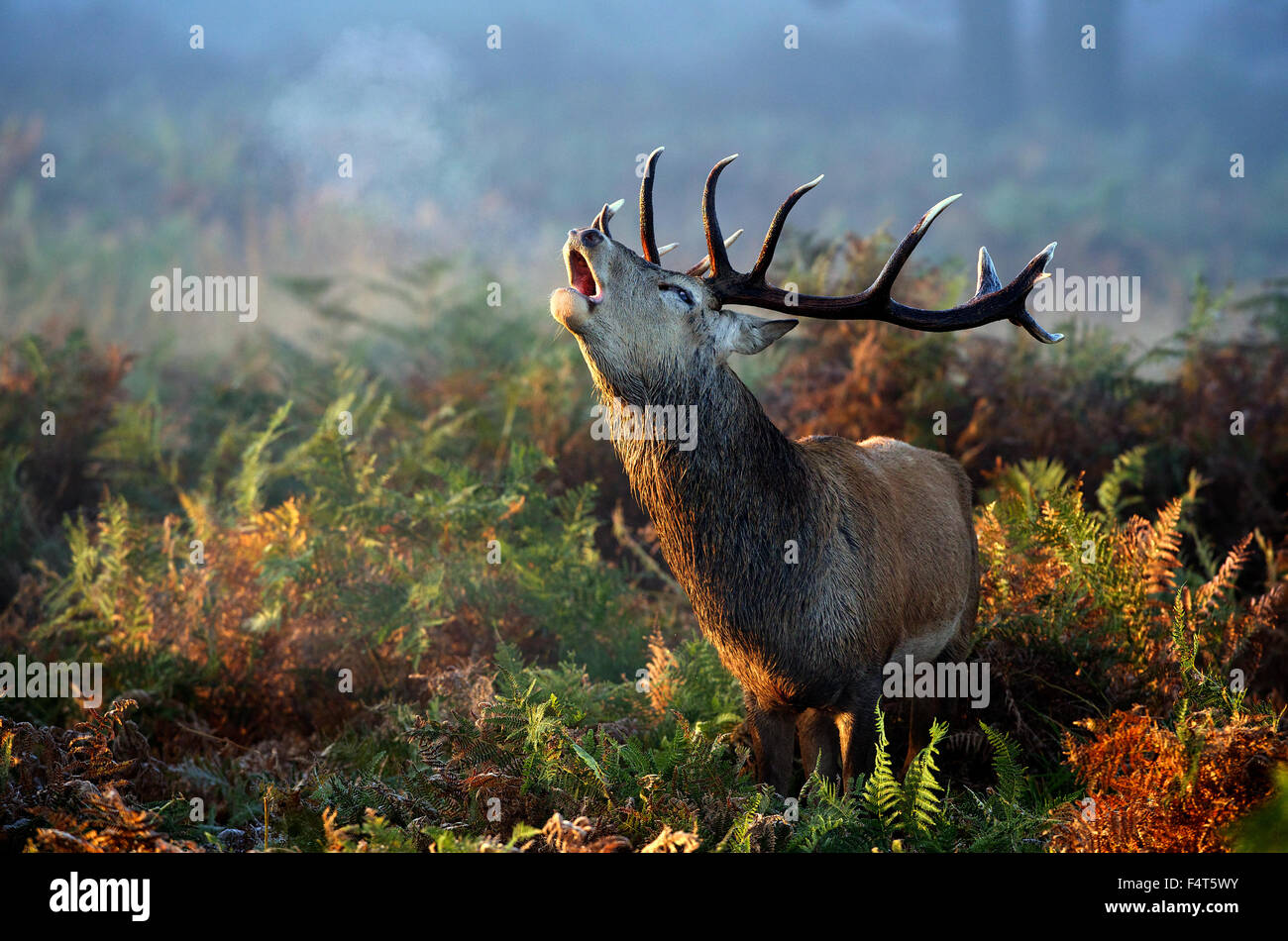 The call of a stag in Autumn Stock Photo