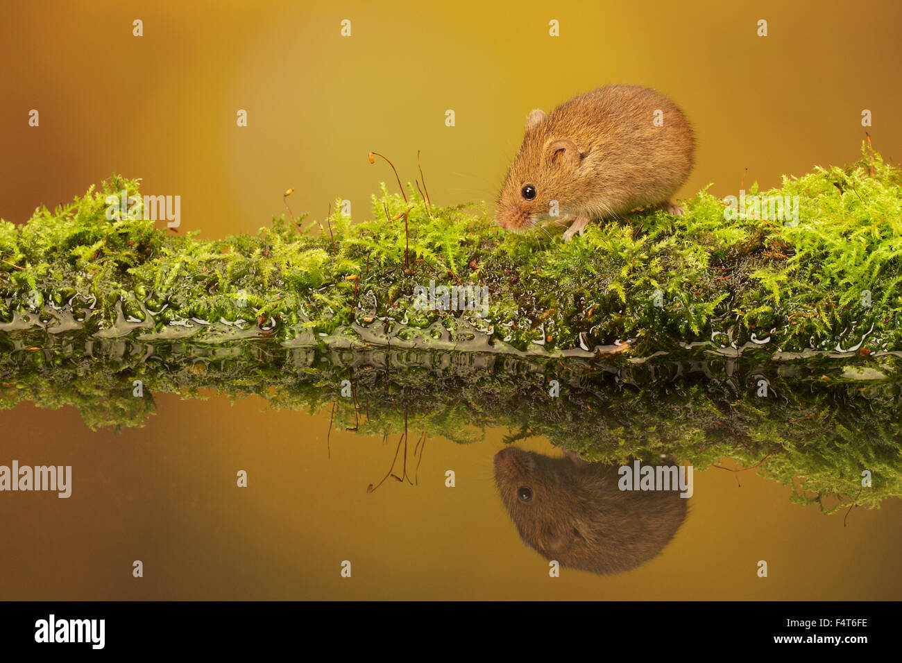 A cute little harvest mouse in a reflection pool Stock Photo