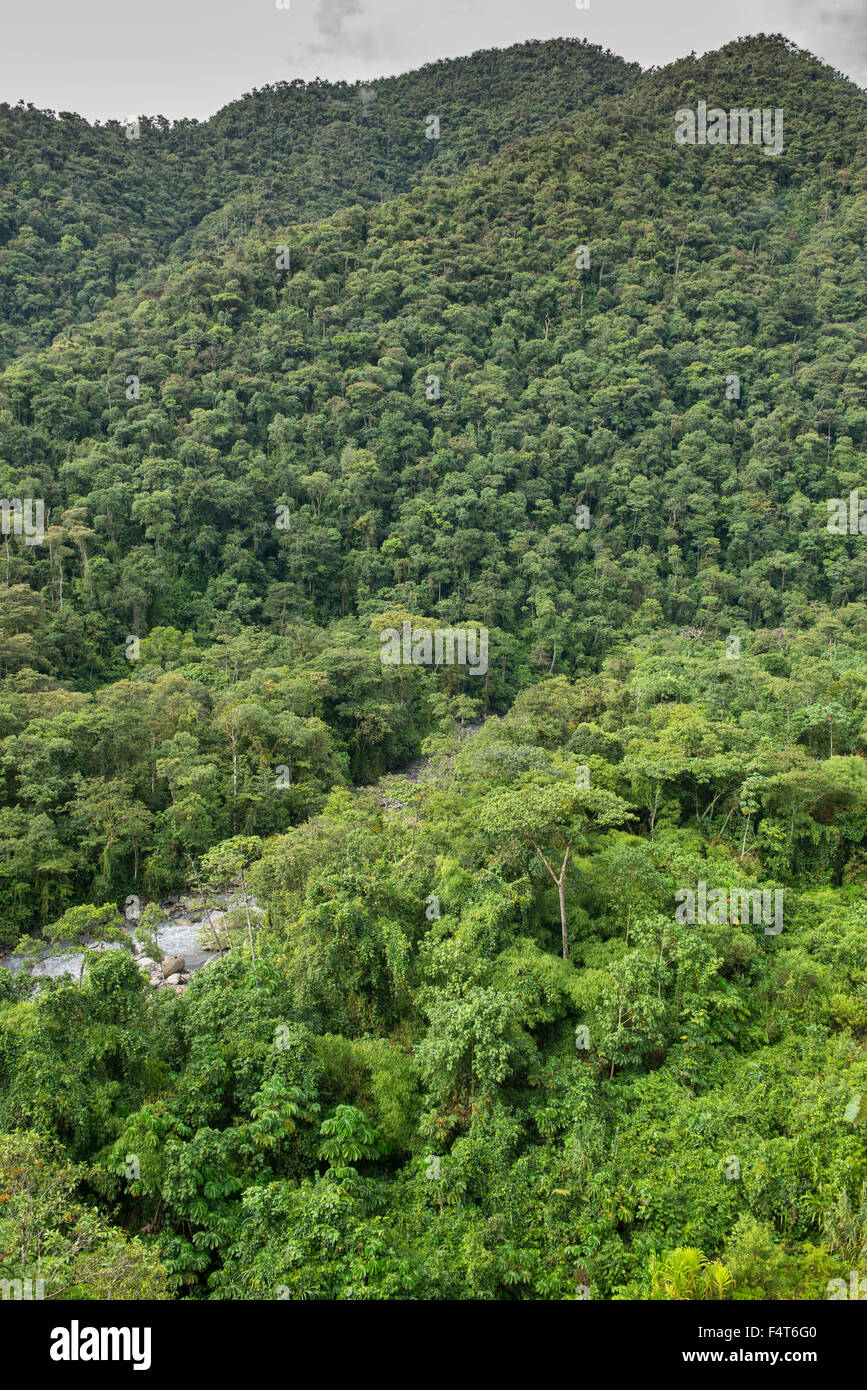 South America, Latin America, Peru, Amazonia, Manu, National Park, UNESCO, World Heritage, clud forest Stock Photo
