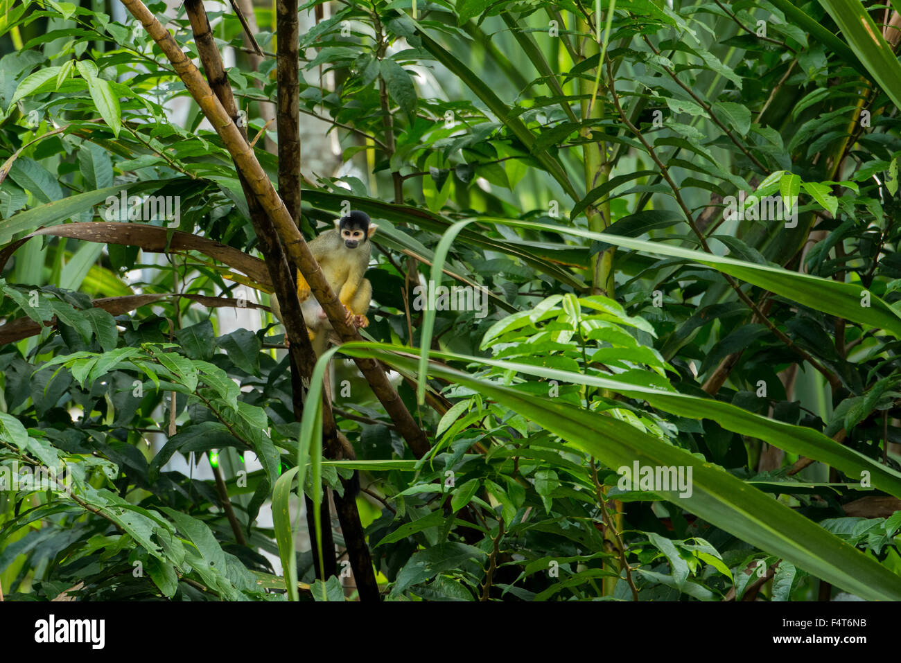 South America, Latin America, Peru, Amazonia, South Manu National Park, squirrel  monkey in the wild Stock Photo