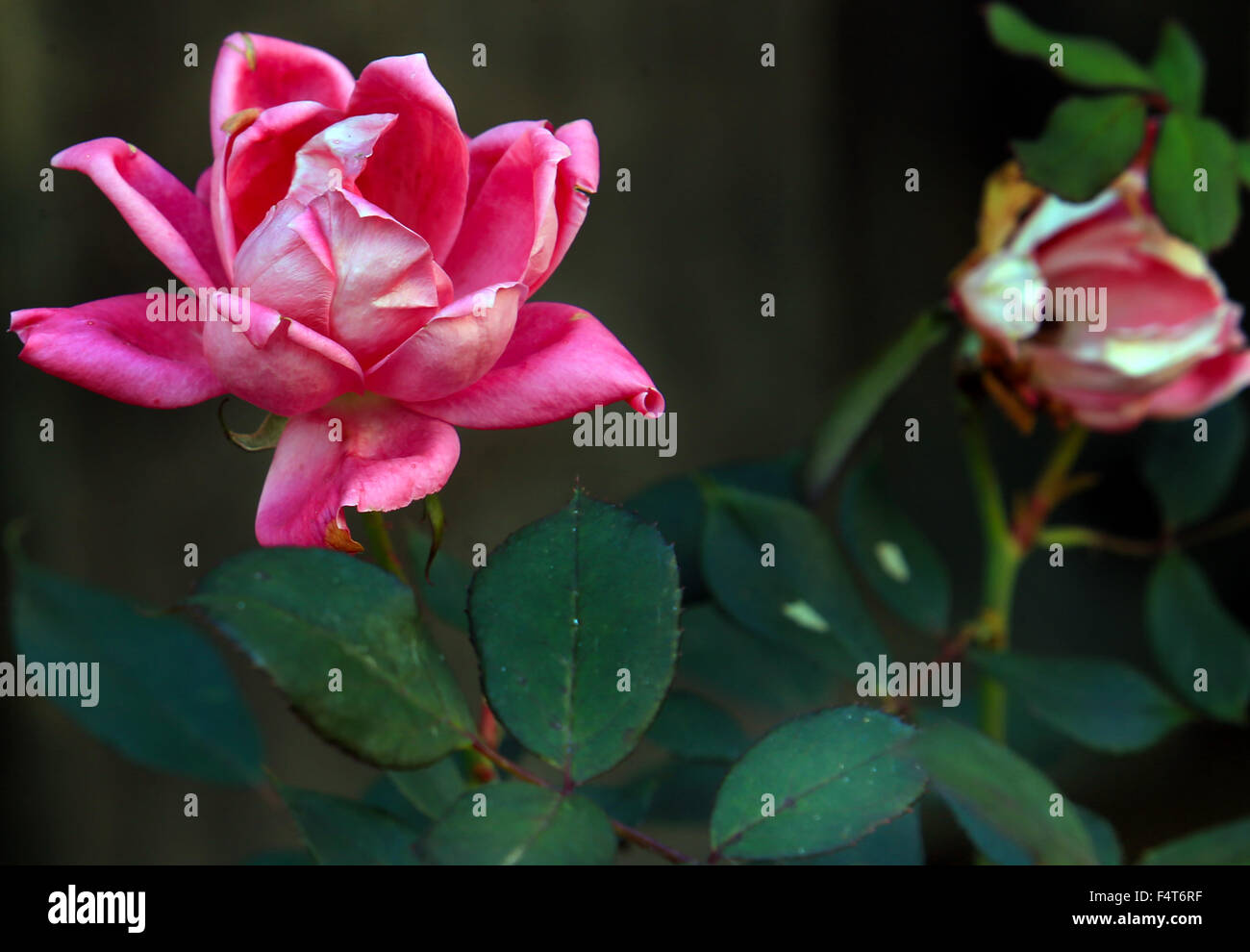 An Autumn rose Stock Photo - Alamy