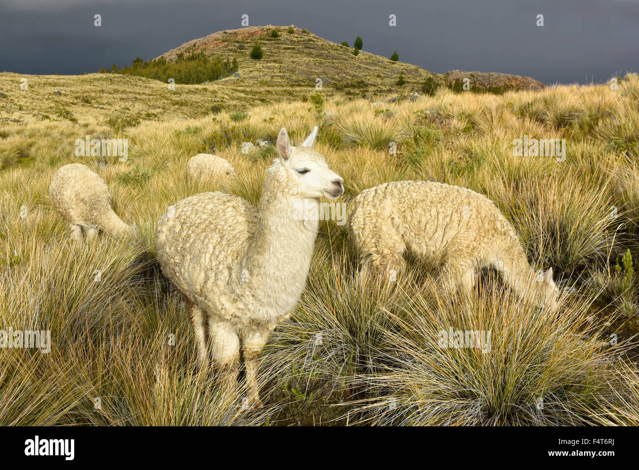 South America, Latin America, Peru, Lake Titicaca, Suasi Island, Alpacas, mammal, animal, wildlife Stock Photo