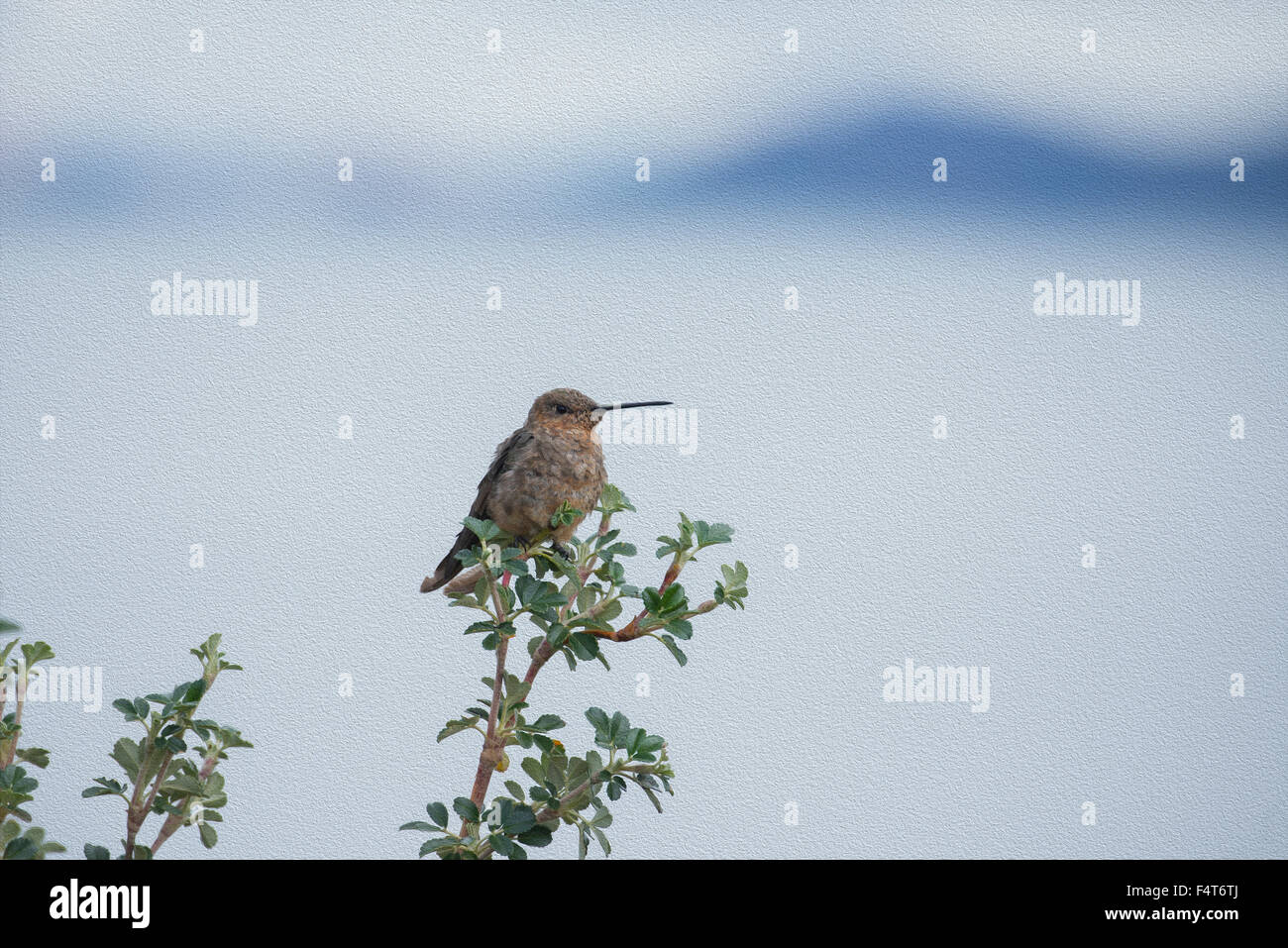 South America, Latin America, Peru, Lake Titicaca, Suasi Island, Hummingbird, bird Stock Photo