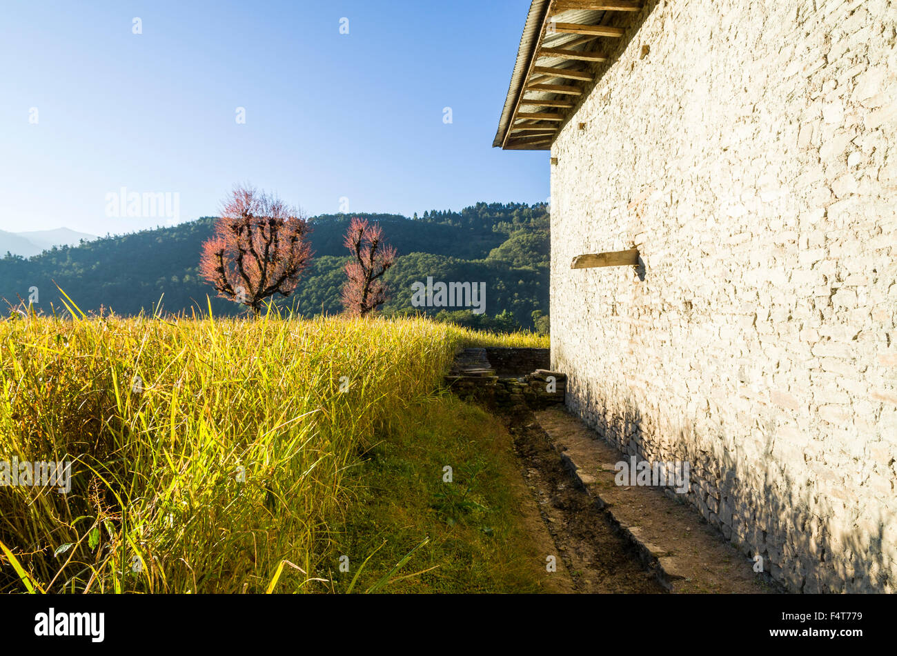 Millet field ready to harvest with white farmers house Stock Photo Alamy
