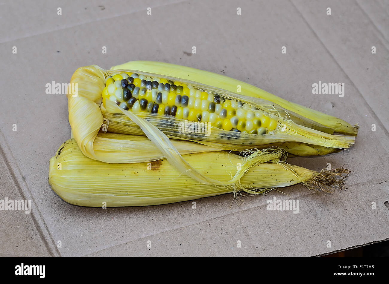 multicolored ear of Indian corn Stock Photo