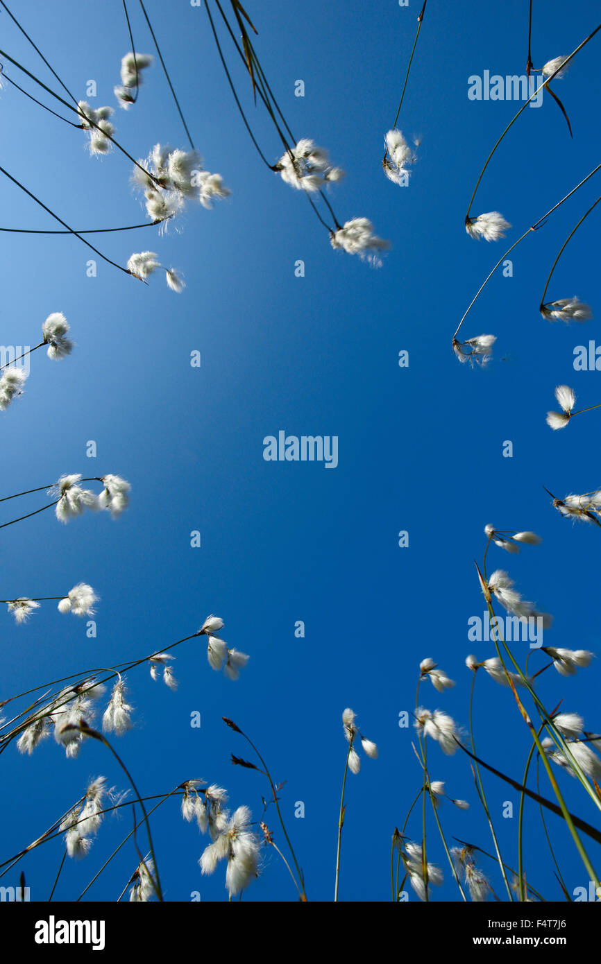 Cotton grass, Eriophorum, Swiss mountains Stock Photo Alamy