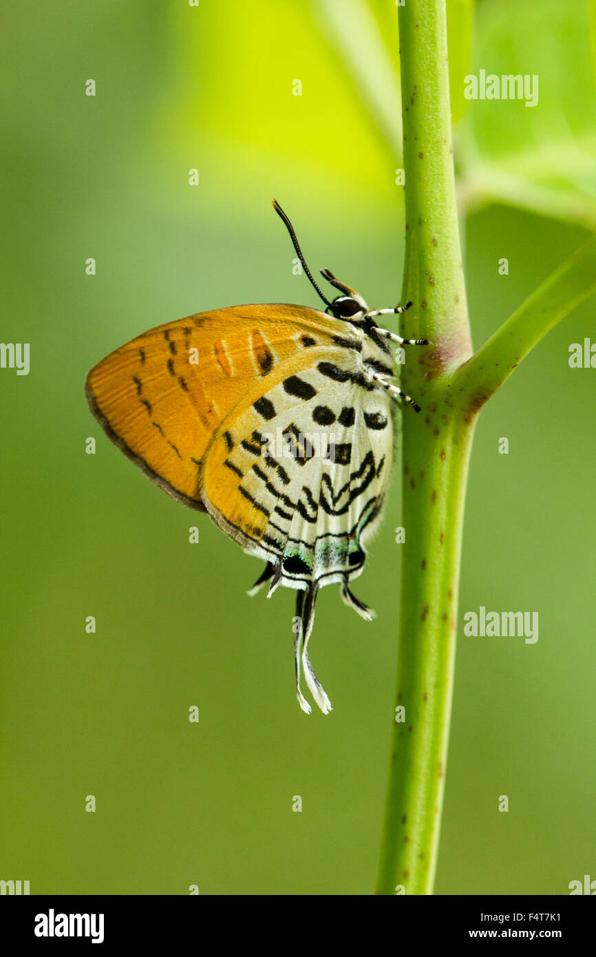 Bläuling, gossamer-winged butterflies, Lycaenidae Stock Photo