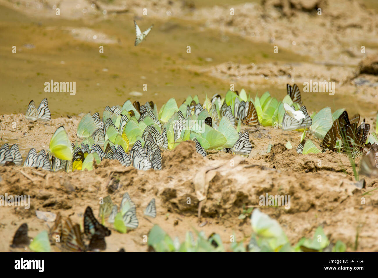Schmetterlinge, Butterfly, Lepidoptera Stock Photo