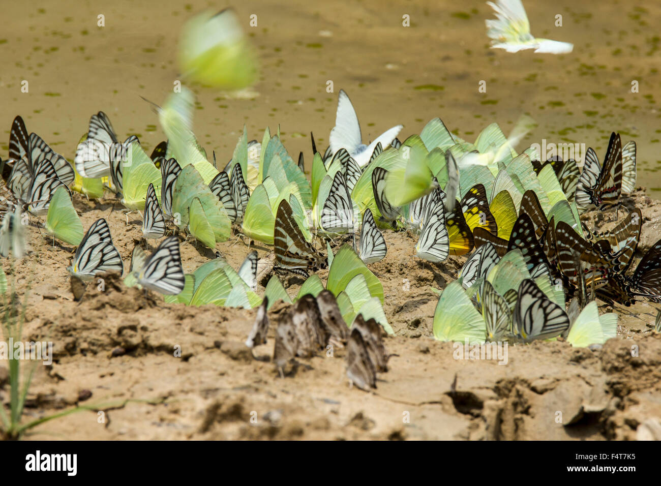 Schmetterlinge, Butterfly, Lepidoptera Stock Photo