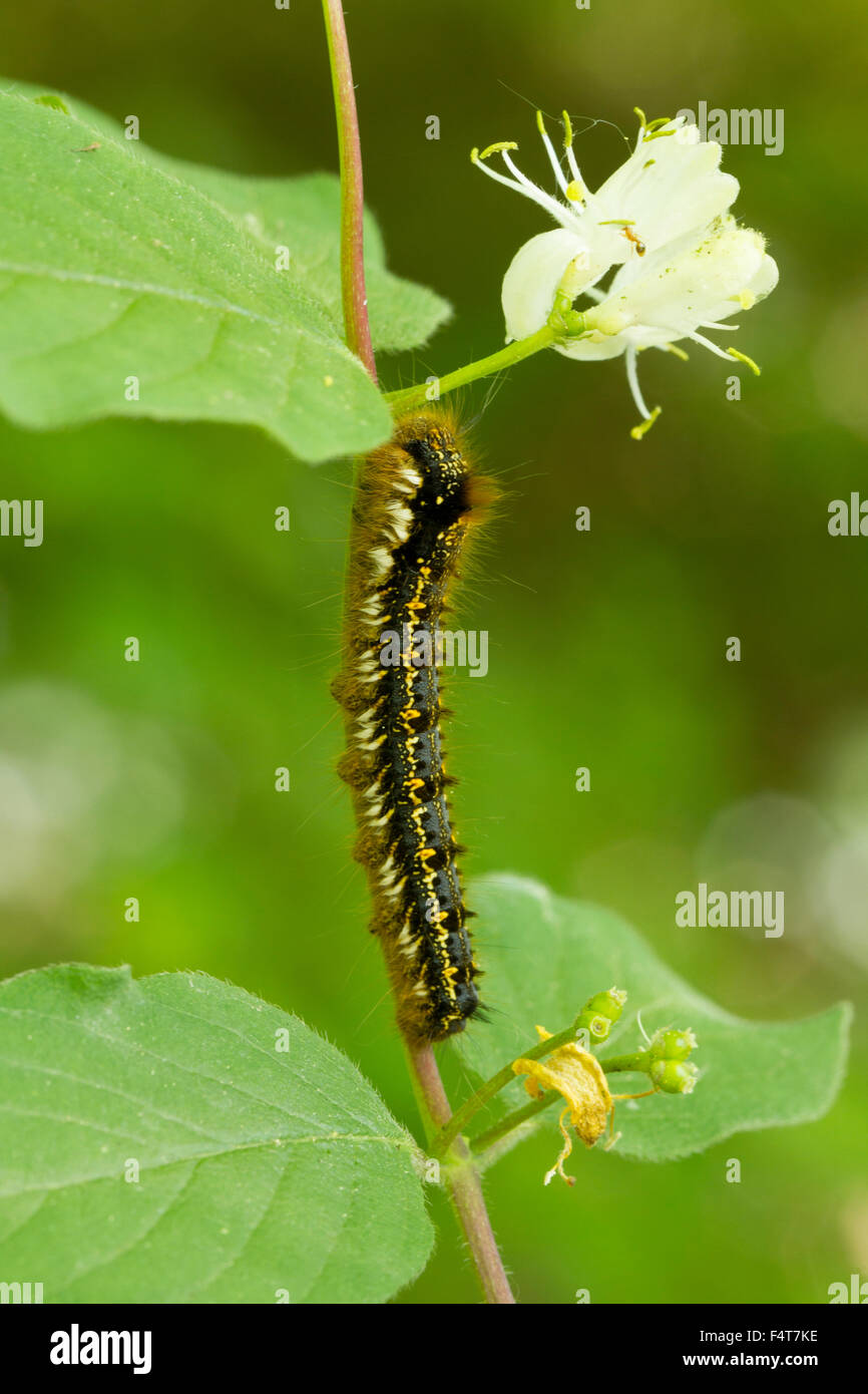 Grasglucke, Trinkerin, Drinker, Euthrix potatoria Stock Photo