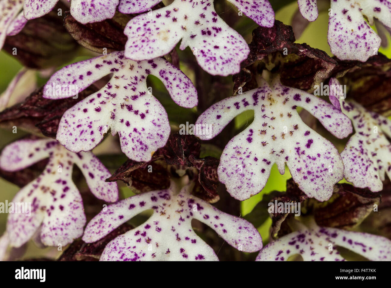 Purpurknabenkraut, lady orchid, Orchis purpurea Stock Photo