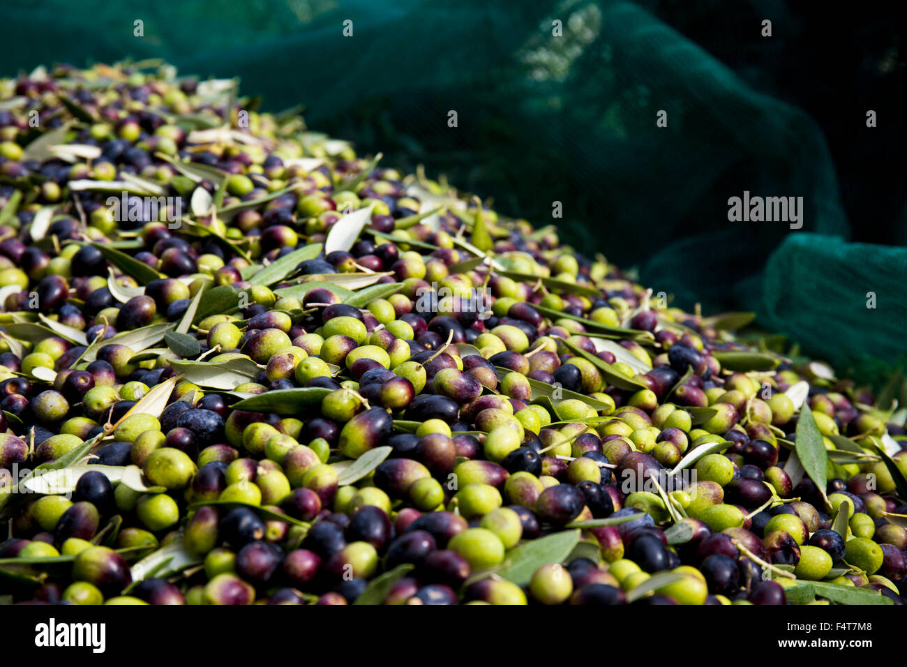 Green and black olives on a harvesting net Stock Photo