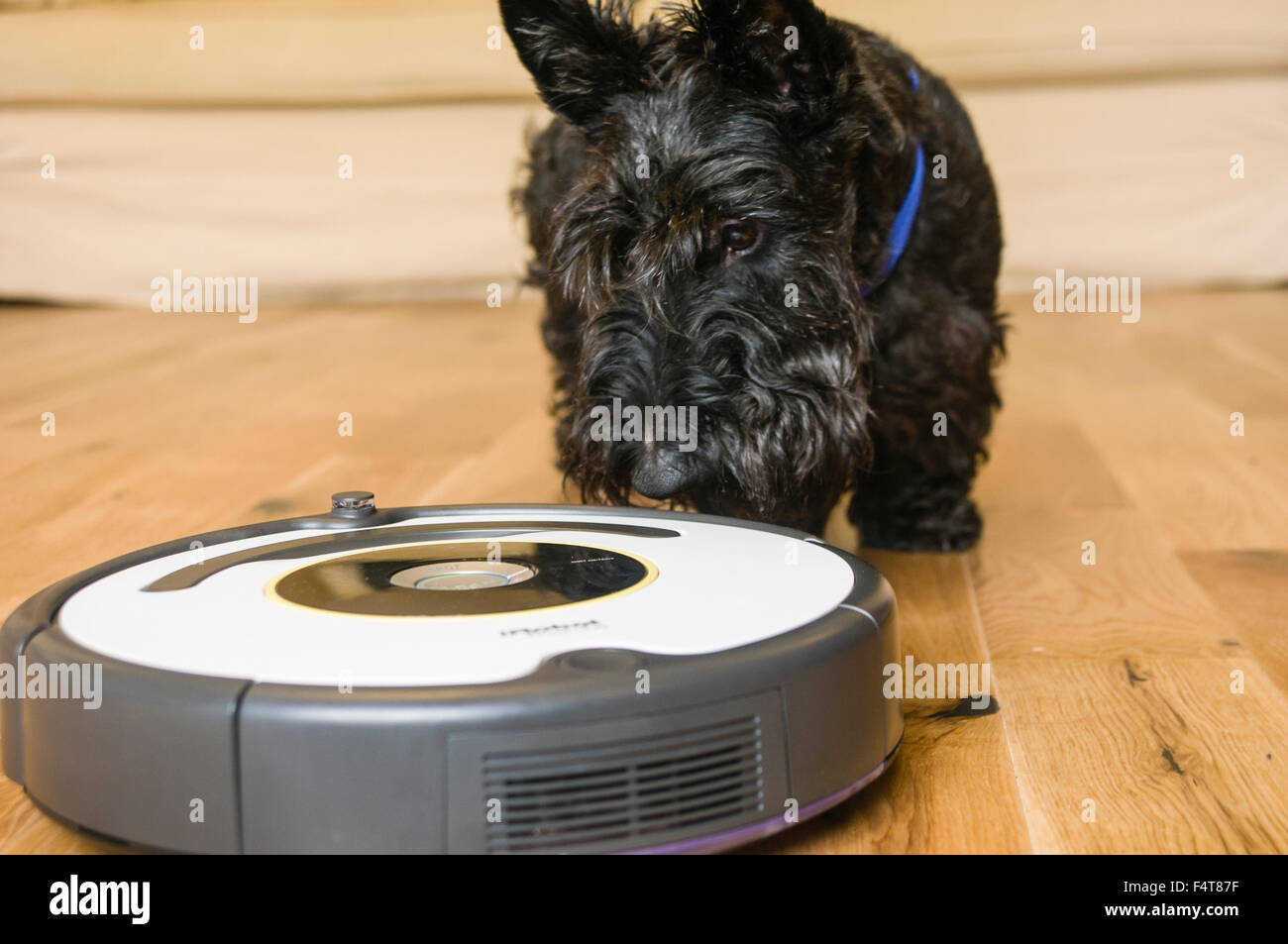 A Scottish Terrier dog looks on warily as an iRobot Roomba robotic vacuum cleaner cleaning a wooden living room floor Stock Photo