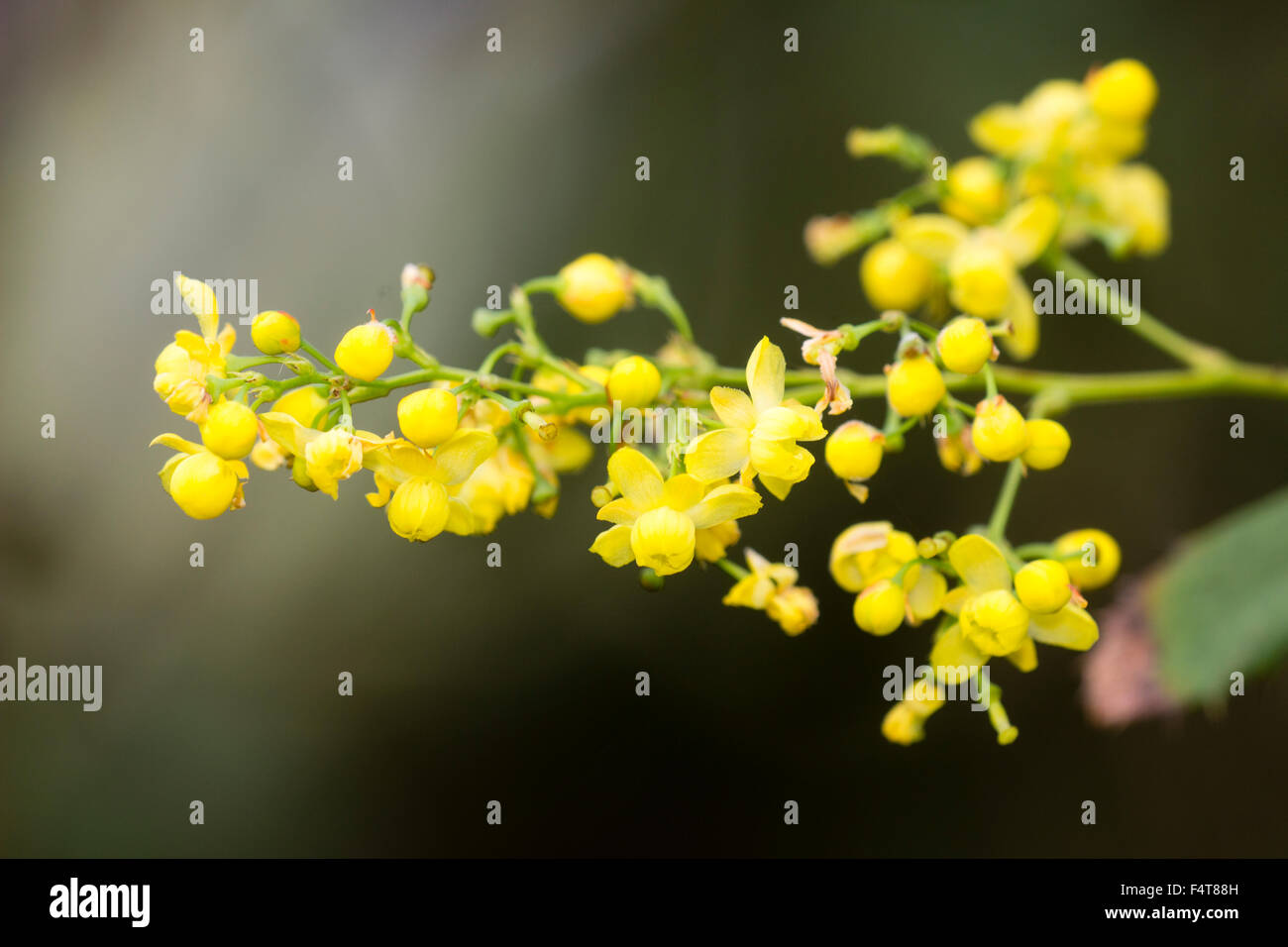 Delicate yellow flowers  of the autumn berrying Berberis wilsoniae Stock Photo