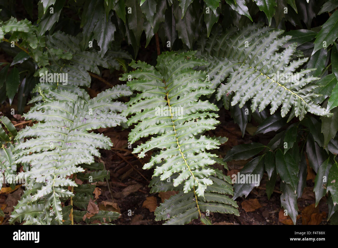Leathery evergreen fronds of the Chilean hard fern, Blechnum chilense Stock Photo