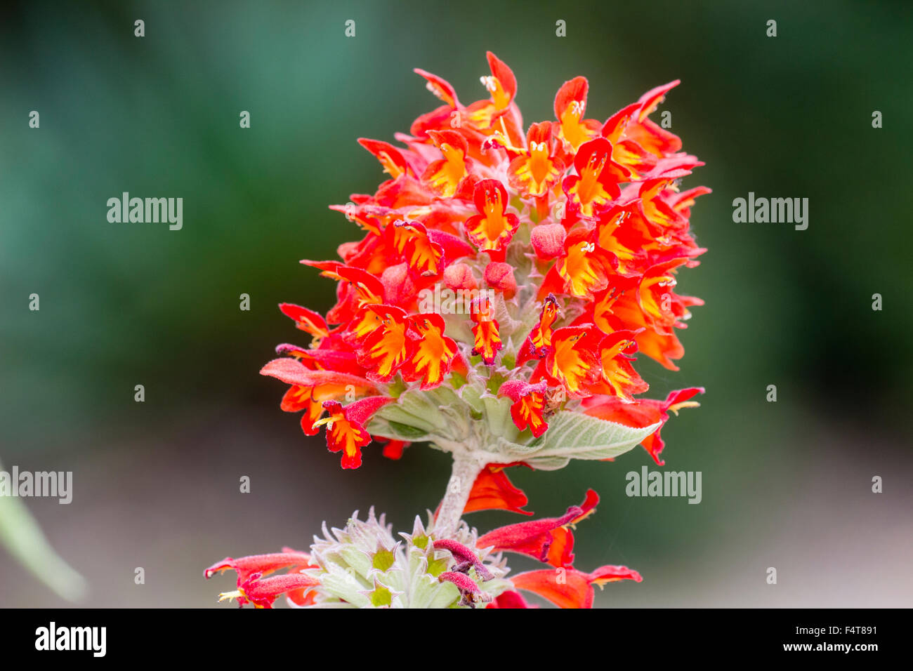 Orange and red flowers in the head of the autumn blooming Colquhounia coccinea Stock Photo