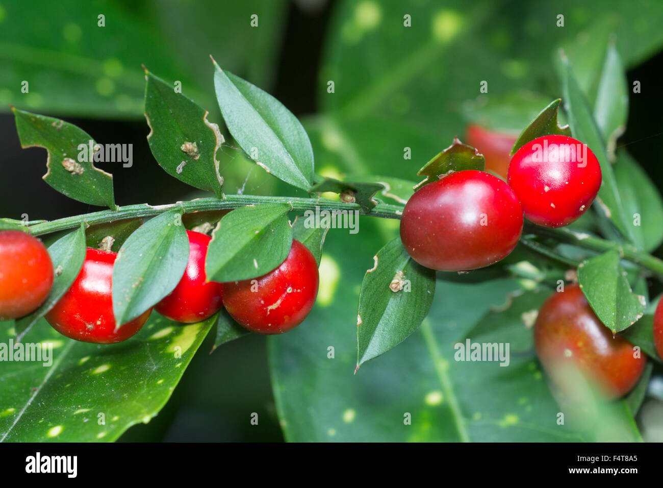Bright red autumn berries of the spiky butcher's broom, Ruscus aculeatus Stock Photo