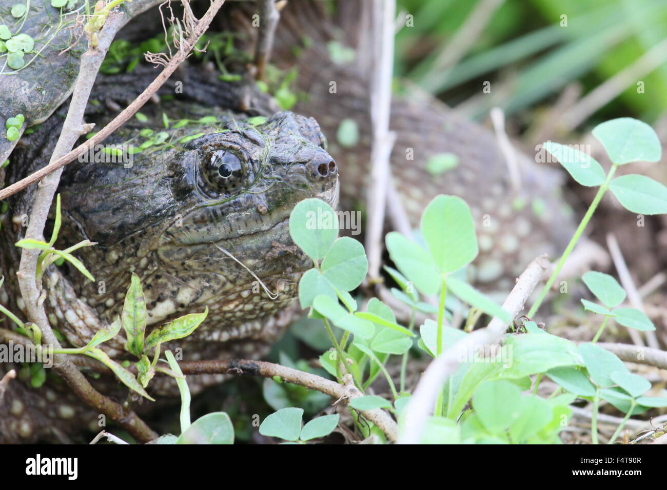 Snapping turtle among twigs and clover. Stock Photo