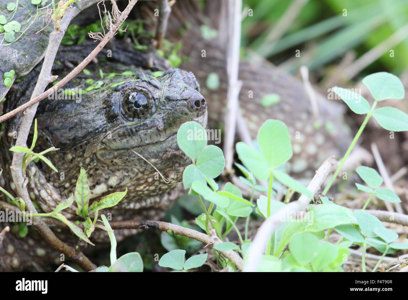 Snapping turtle among twigs and clover Stock Photo Alamy
