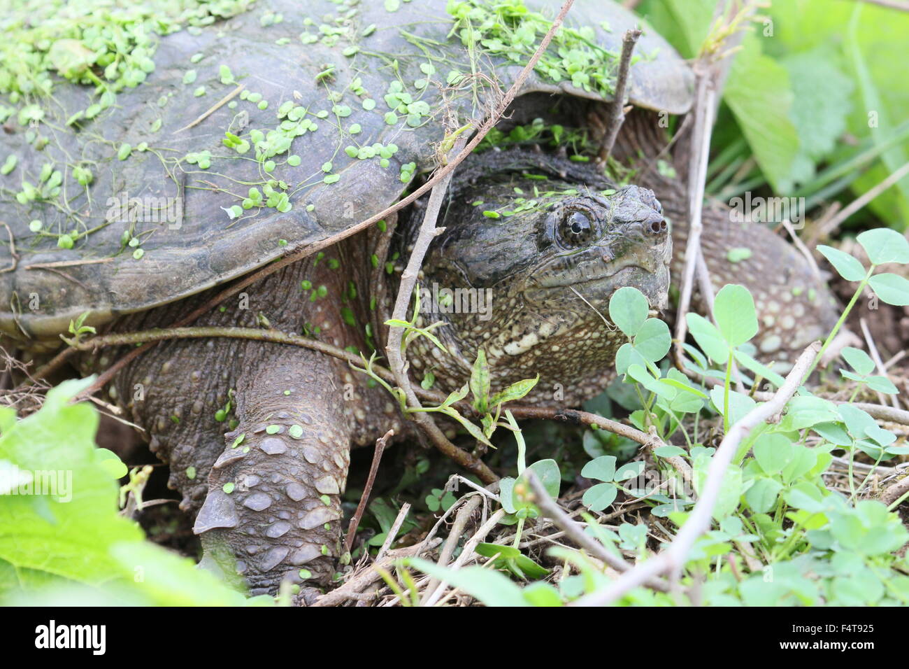 Snapping turtle on the ground. Stock Photo