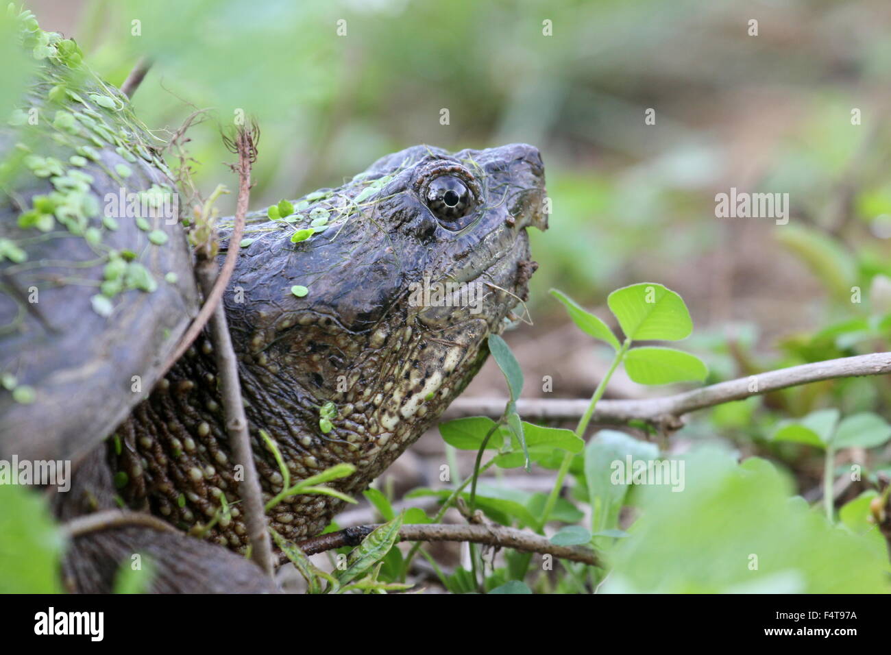 Side view of a snapping turtle head. Stock Photo