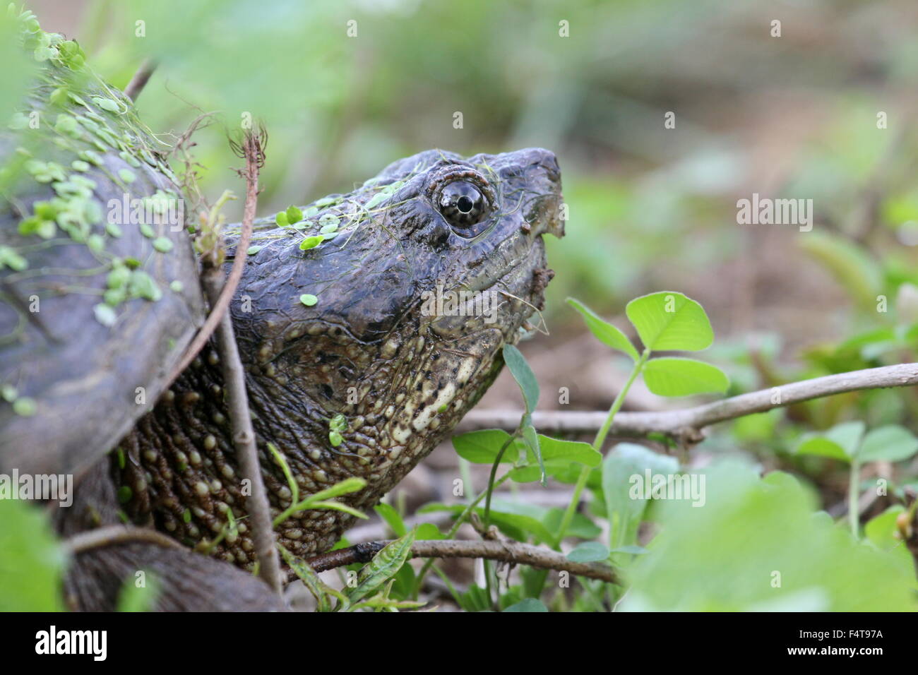 Side view of a snapping turtle head Stock Photo - Alamy