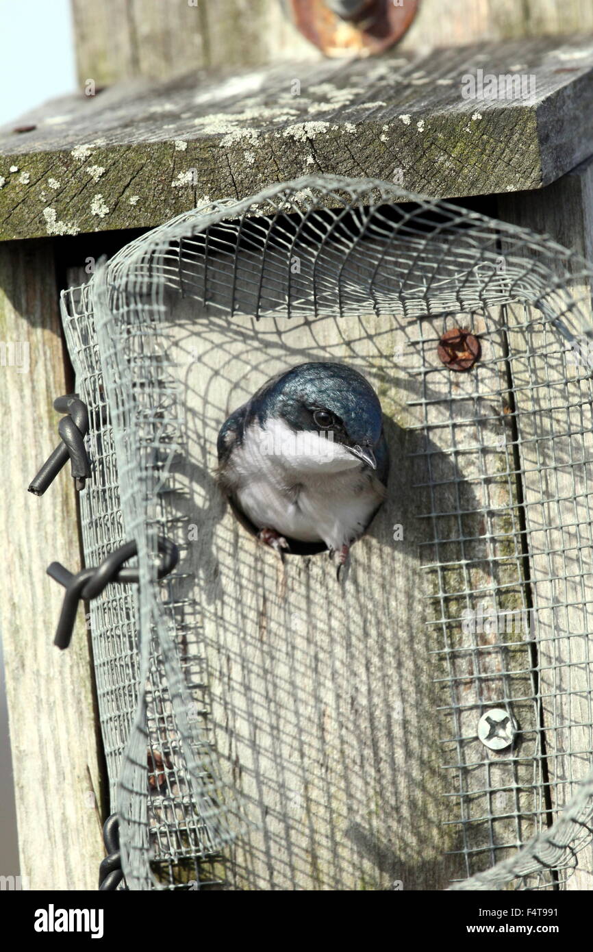Tree swallow looking out from a bird house. Stock Photo