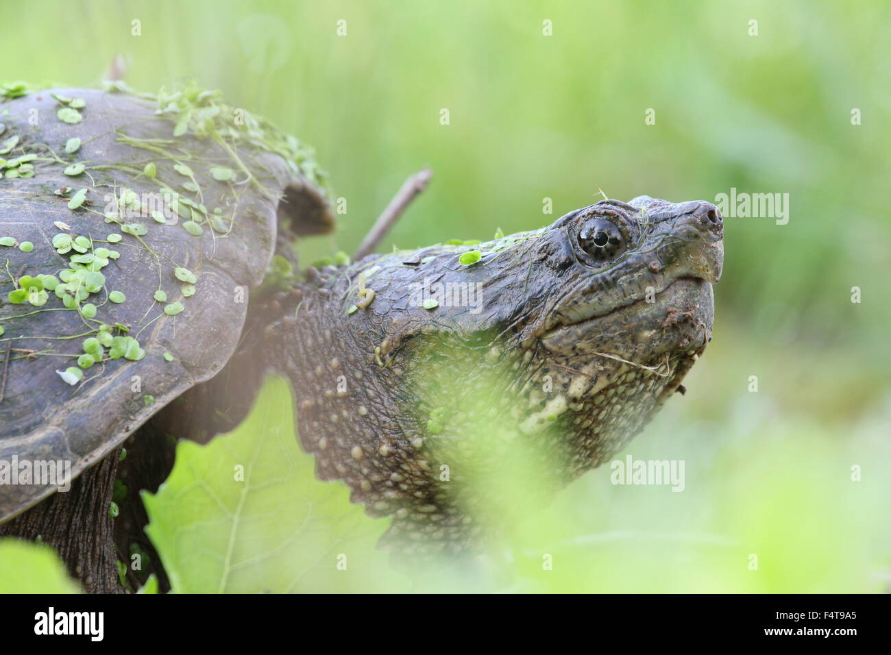 Snapping turtle with leaves and algae. Stock Photo
