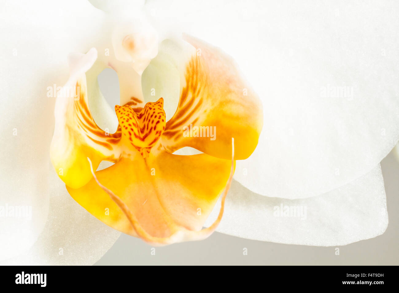 Close up of a white butterfly orchid flower Phalaenopsis. Stock Photo